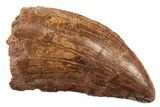 1 1/2" Carcharodontosaurus Tooth With Serrations - Photo 5